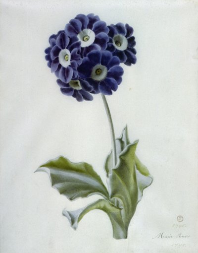 Polyanthus by Marie Anne